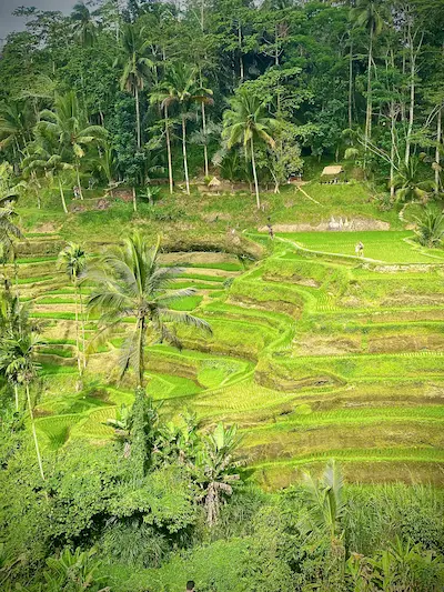 Rice terraces
