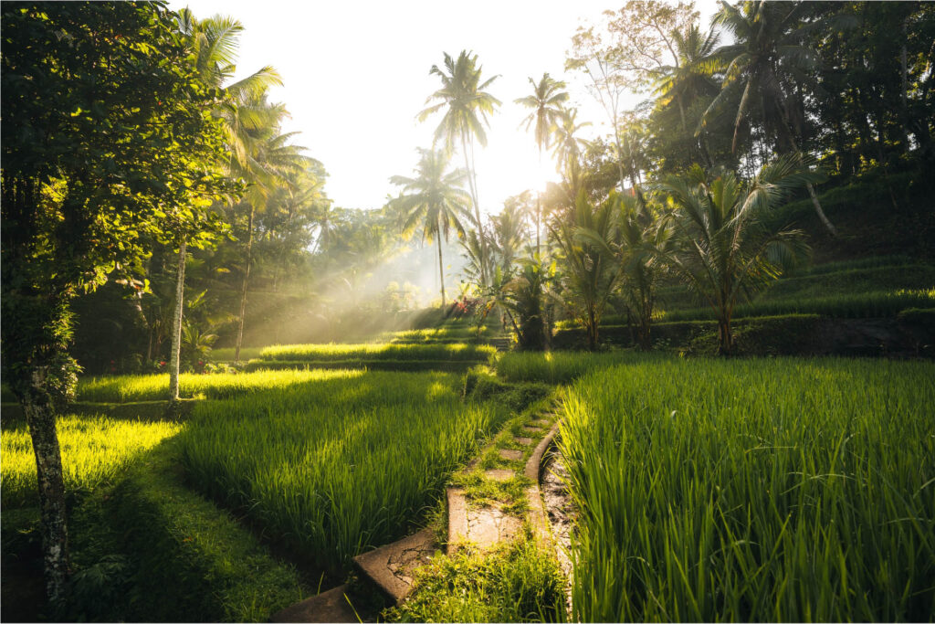 Ubud and central bali immersion experience
